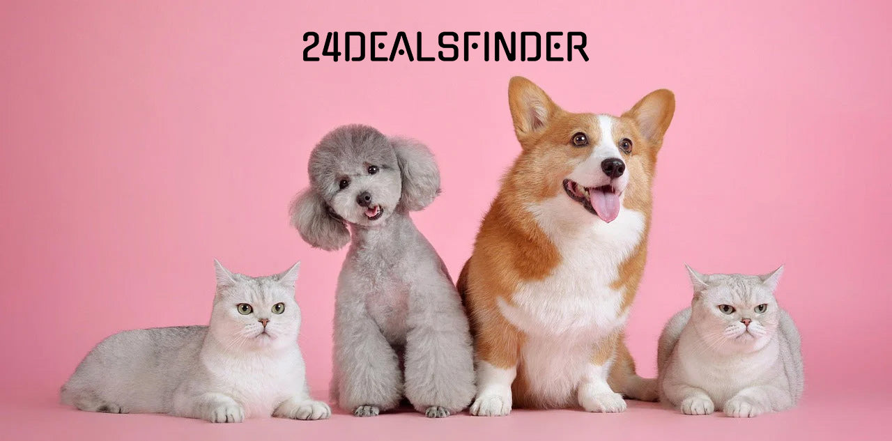 Cute pet wearing accessories — lifestyle image