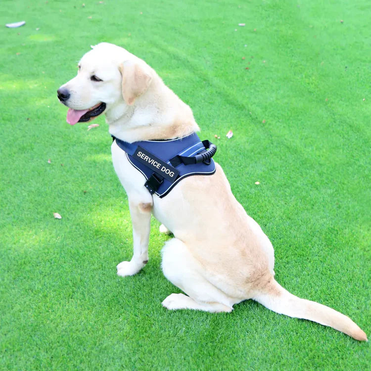 Pet grooming image — tools for coat care