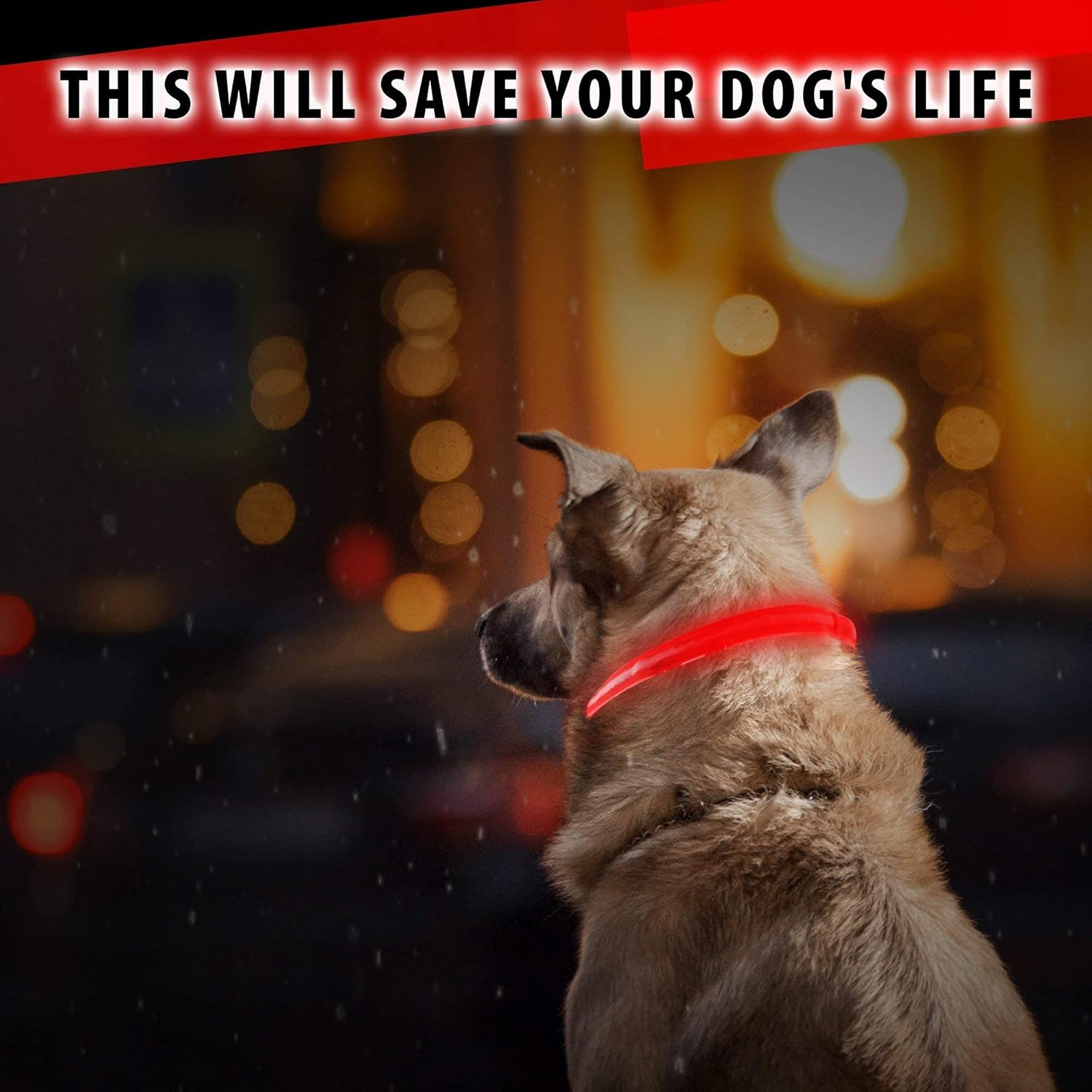 LED Dog Collar — rechargeable glowing collar for dogs
