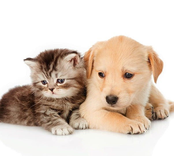 Cute pet wearing accessories — lifestyle image