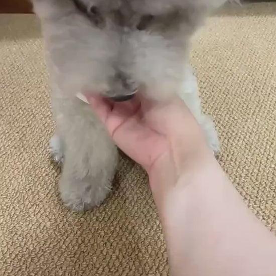 VIP Pet Teaser — smart durable toy for cats and small dogs