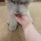 VIP Pet Teaser — smart durable toy for cats and small dogs