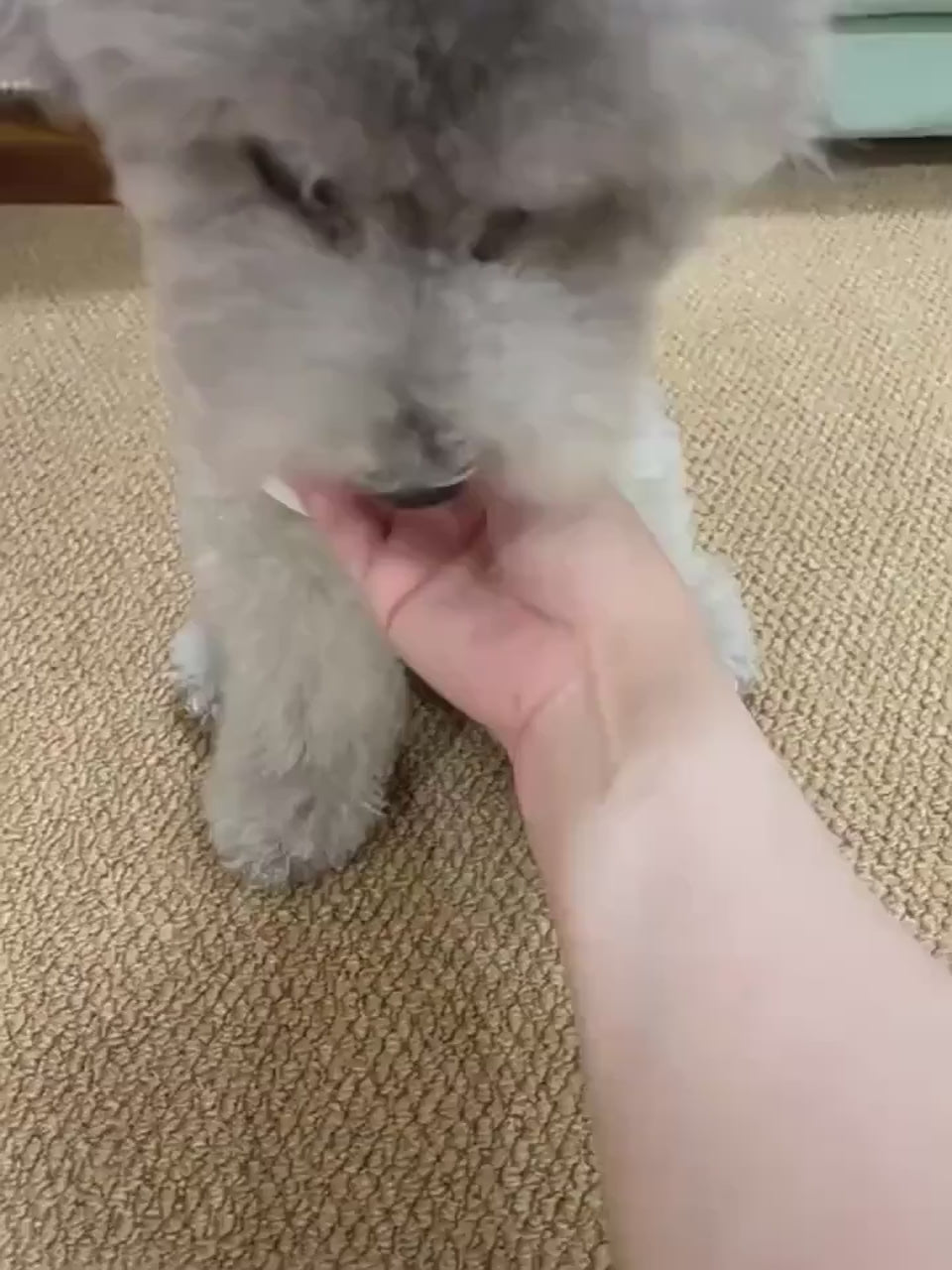 VIP Pet Teaser — smart durable toy for cats and small dogs