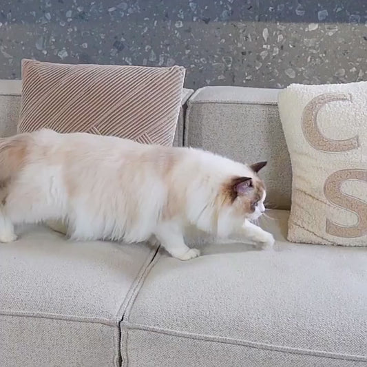 Self-cleaning litter box — smart odor-control solution for cats